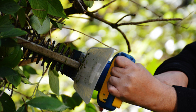 Top Cut Lawn Care Pruning